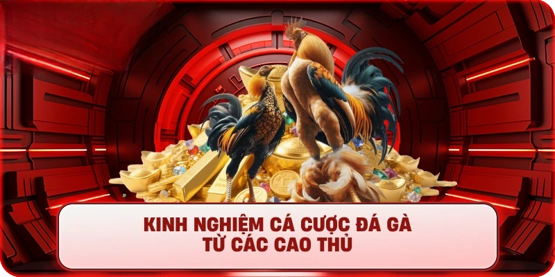 Đá Gà 28Win – TrựcTiếp Đấu Trường Thomo, Cược Cực Sung